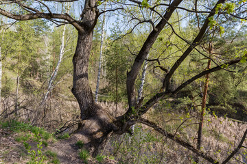 Oak on steep hilly bank of forest lake in springtime