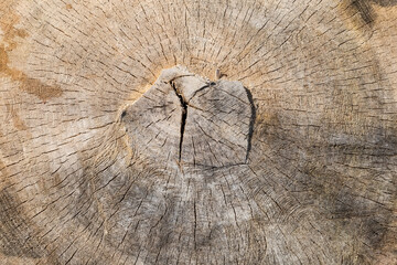 Surface of the tree stump in sunny weather close-up - 787046534