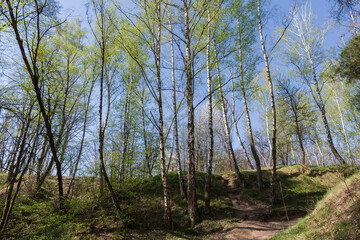 Hilly section of spring forest with birches on a foreground