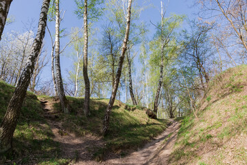 Hilly section of spring forest with birches on a foreground - 787046567