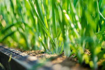 Cultivating onions in summer season. Growing herbs and vegetables in a homestead. Gardening and...