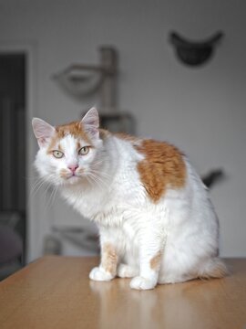 Longhair Cat sitting on Table at Home and looking at camera. Vertical image.