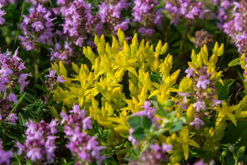Fototapeta premium Sedum acre, Sedum album is the perennial herbaceous succulent plant with numerous rising stems covered with small thick leaves