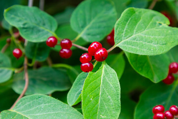 Festive Holiday Honeysuckle Branch with Red Berries Lonicera xylosteum