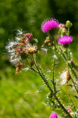 Thistle Carduus acanthoides grows in the wild in summer