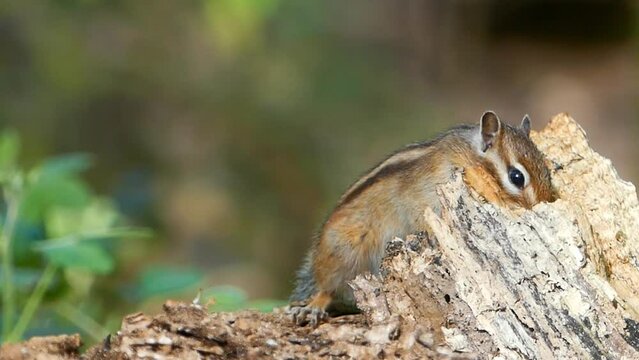 Siberian chipmunk stands on a broken tree trunk eating on a sunny day with blur background