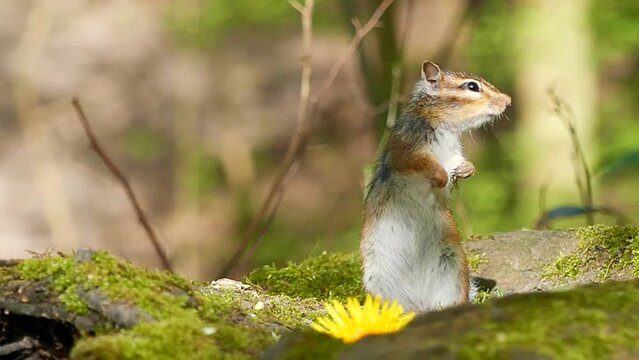 Curious Siberian chipmunk stands on mossy woods ground eating on a sunny day with a blur background