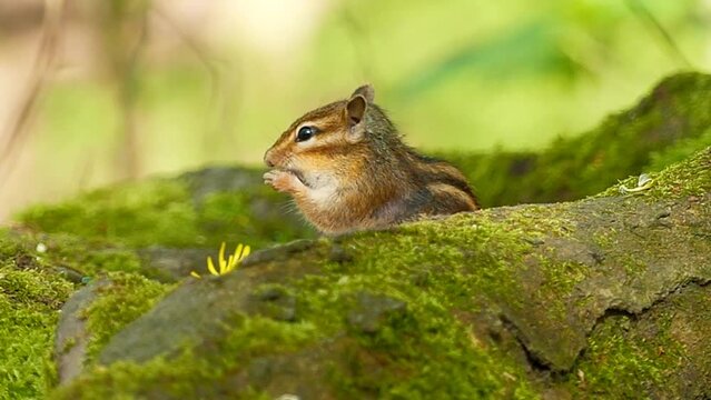 Siberian chipmunk stands on the mossy woods ground eating with a vole running in the blur background