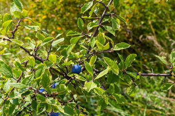 Blackthorn Prunus spinosa, also known as blackthorn