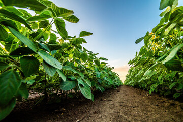 Low angle view of lush soybean plants in soil rows with a sunset sky