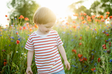 Cute little boy admiring poppy and knapweed flowers in blossoming poppy field on sunny summer day. - obrazy, fototapety, plakaty