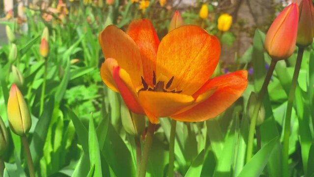 Blooming tulip in garden