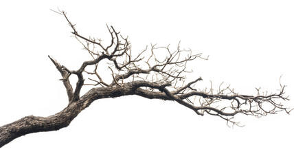 Bare tree branch silhouette against a white background, symbolizing winter or dormancy.