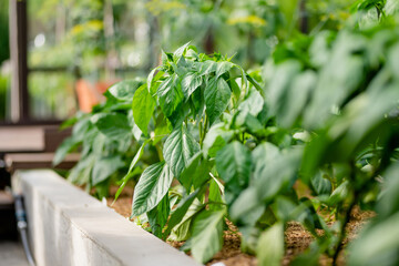 Cultivating bell peppers in a greenhouse on summer day. Growing own fruits and vegetables in a...