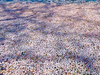 水面に浮かぶ桜の花びら