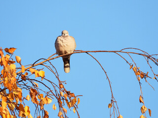 dove bird sitting on the tree branches in sunlight