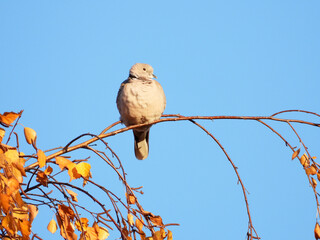 dove bird sitting on the tree branches in sunlight
