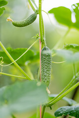 Fresh organic cucumbers growing in a greenhouse. Healthy fresh food.