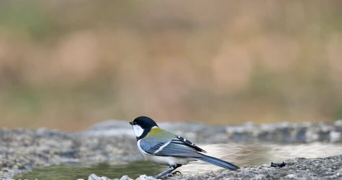 Japanese tit or oriental tit drinking water in a park.