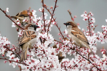 Sparrows perched on a beautiful flowering tree. The birds eat the flowers of the tree.