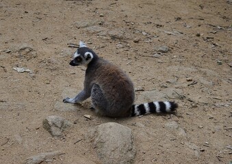 Lémur Catta (Lemur catta) isolé en semi-liberté dans un parc zoologique.