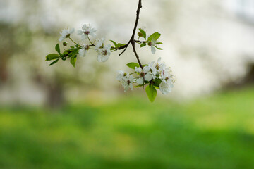 Blooming tree in the spring garden. Close-up of white flowers on a tree. Spring time in April.