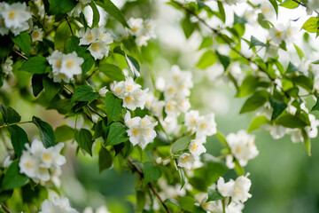 Blooming jasmine shrub on summer day. Blossoming Jasmine flowers in spring garden.
