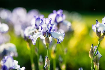Stoff pro Meter Colorful iris flowers blossoming on a flower bed in the park on sunny summer evening. © MNStudio