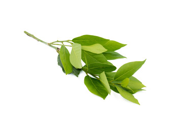 Obraz premium Bay laurel twig with fresh leaves in spring