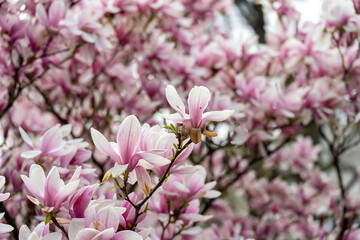 beautiful magnolia blossoms. Lovely white and pink magnolia flowers, Spring flowering trees