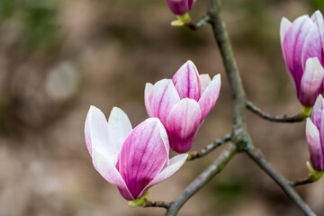 beautiful magnolia blossoms. Lovely white and pink magnolia flowers, Spring flowering trees