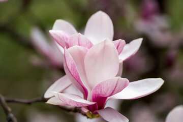 Fototapeta na wymiar beautiful magnolia blossoms. Lovely white and pink magnolia flowers, Spring flowering trees