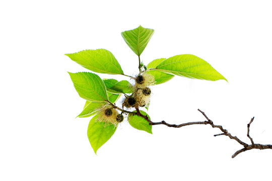 Paper mulberry is a species of flowering plant in the family Moraceae. It is native to Asia, where its range includes Taiwan, China, Japan, Korea, Southeast Asia, Burma, and India (Wikipedia).