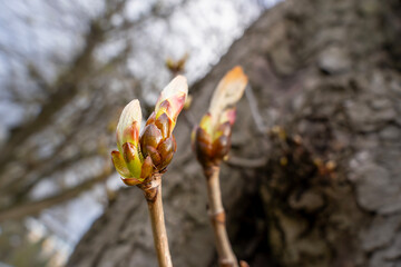 Chestnut tree in spring, March, branch with buds and young leaves, select focus