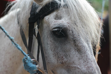 close up of white horse's head