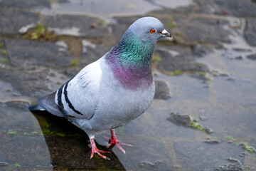 A pigeon on the ground, close-up of a bird.
