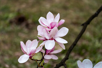 Obraz premium beautiful magnolia blossoms. Lovely white and pink magnolia flowers, Spring flowering trees