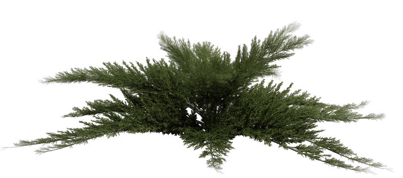 lush juniperus sabina shrub,  isolated on transparent background  for landscaping, three dimenstional  render 