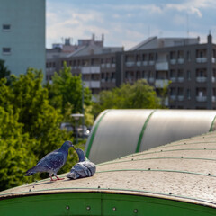 Courtship of two pigeons, Pigeon courtship in the city, Pigeons in the sunlit city, Columba