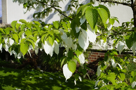 Davidia involucrata, the dove-tree, handkerchief tree, or is a medium-sized deciduous tree in the family Nyssaceae. Hanover, Germany.