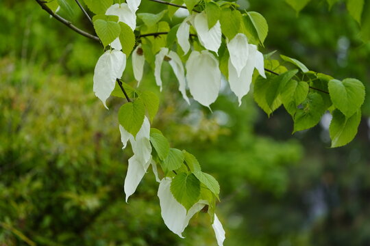 Davidia involucrata, the dove-tree, handkerchief tree, or is a medium-sized deciduous tree in the family Nyssaceae. Hanover, Germany.