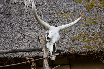 Ox or bull skull hanging