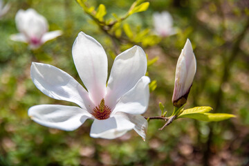 Obraz premium Schöne Krokusblühten im Frühling