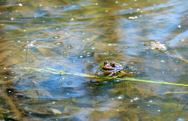 frog is holding of blade of grass and sticks the head out to the sun