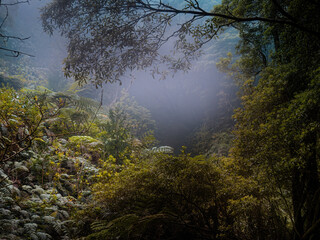 Fototapeta premium A dense forest in the botanical garden on San Miguel, Azores