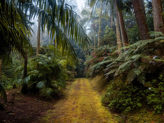 Fototapeta premium A dense forest in the botanical garden on San Miguel, Azores