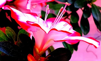 Plexiglas foto achterwand Azalea pink/red flower close-up © Pieter