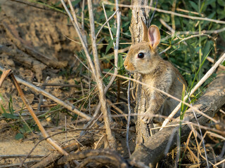 Nahaufnahme eines Wildkaninchen (oryctolagus cuniculus) 