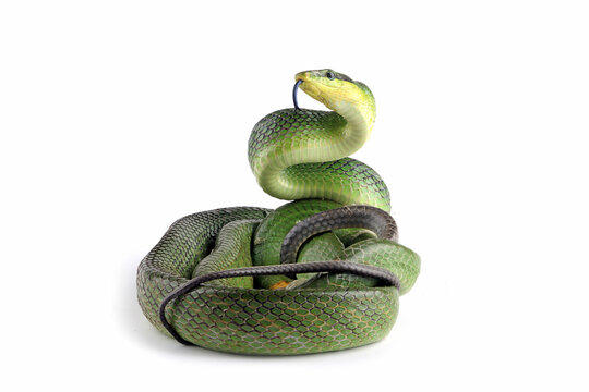 The Arboreal Ratsnake (Gonyosoma oxycephalum) is endemic to Southeast Asia. Other common names are the Red-tailed Green Rat Snake. 