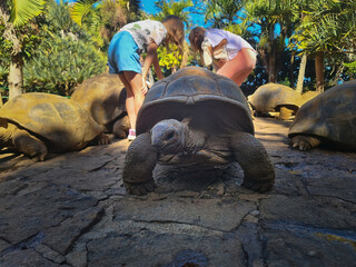 Giant tortoise close-ups from a wildlife park on Mauritius